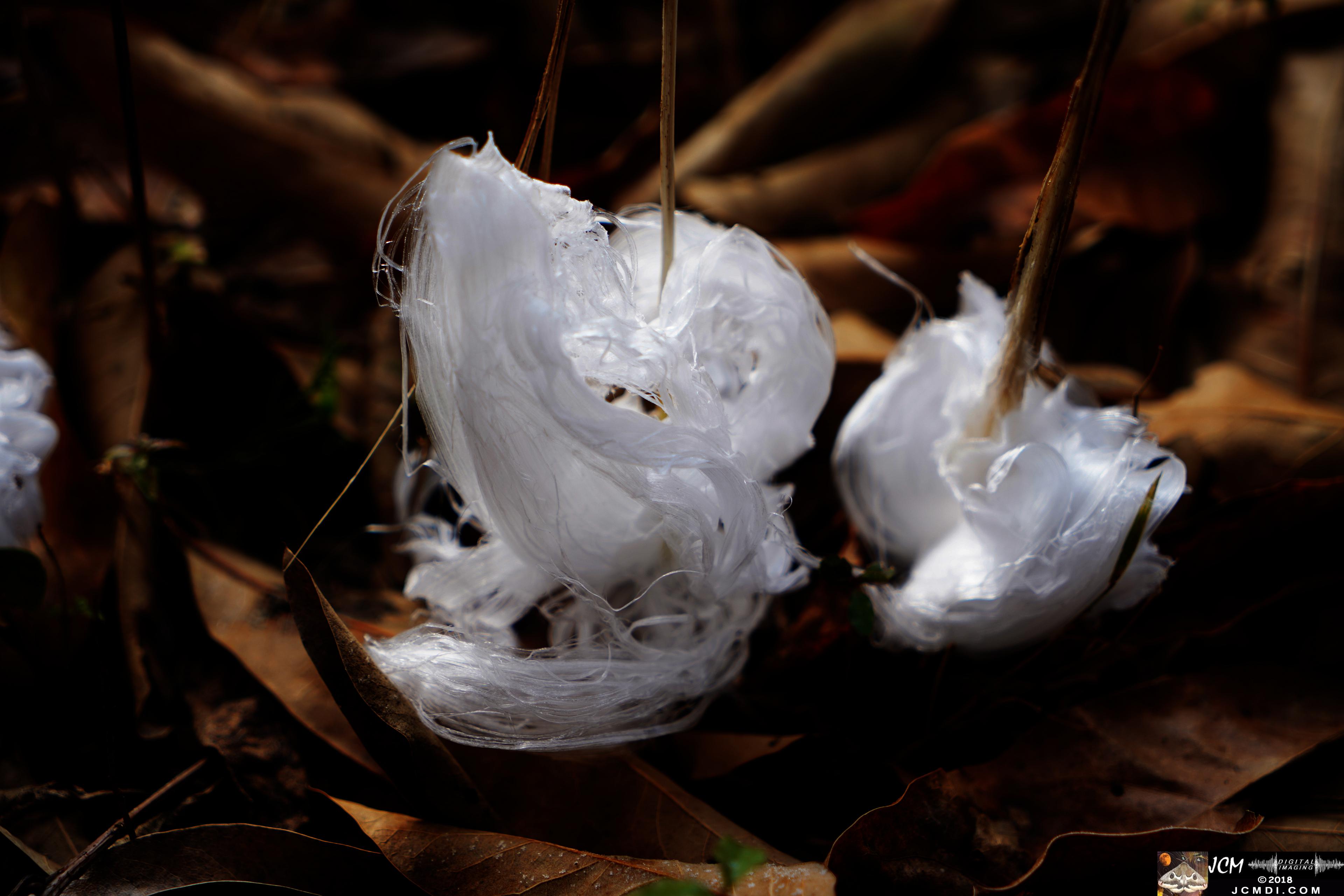 Ice Flowers at Old Hickory Lake, TN